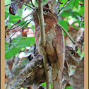 Ceylon Frogmouth