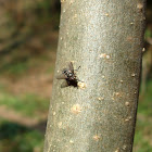House Fly / Kućna muha
