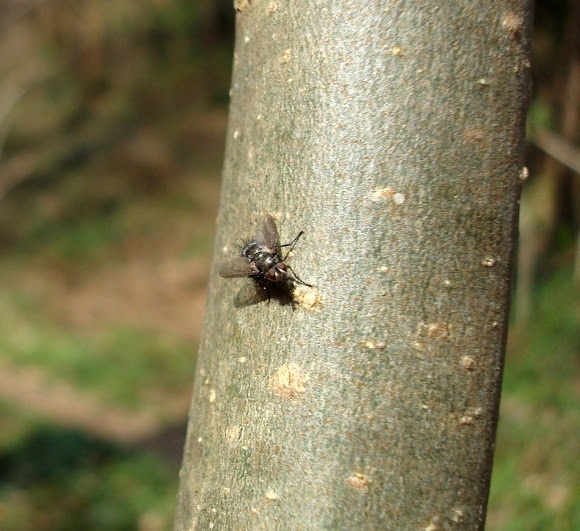 Spotting Image 1