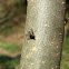 House Fly / Kućna muha