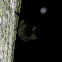 Sac-winged Bat