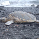 Sea Turtle