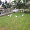 White Ibis