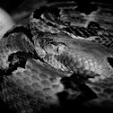 Canebrake Rattlesnake