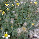 Tridax