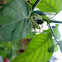 PREYING MANTIS