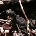 eastern fence lizard