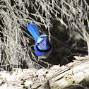 Splendid Fairy-wren