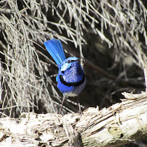 Big Birder (Sydney, Australia)