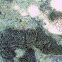 lichen