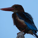 White-throated Kingfisher