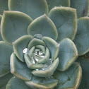 Echeveria