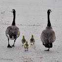 Canada Geese