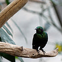 Iris Glossy-starling