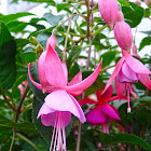Fuchsia 