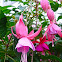 Fuchsia 