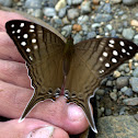 Merops daggerwing