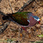 Common Emerald Dove