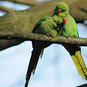 rose ringed parakeet
