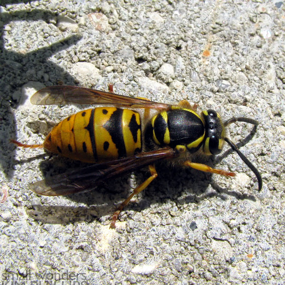 Spotting Image 1