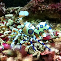 Clown shrimp, Harlequin shrimp