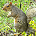 Eastern grey squirrel