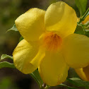 Golden Trumpet
