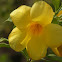 Golden Trumpet