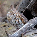 Ruffed Grouse