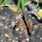 Longtail Skipper