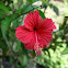 Hibiscus Flower / Saimaa / Hibiskus Blüte