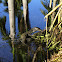 water monitor lizard