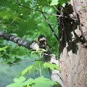 Eastern Chipmunk