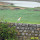 Birds of the Deccan Plateau
