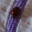 Lady bug