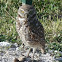 Burrowing owl