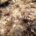 Nembrotha lineolata