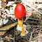 Amanita jacksonii