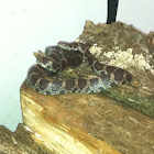 Eastern Milksnake
