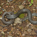 Southern black racer (juvenile)
