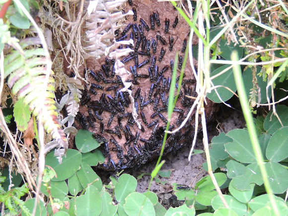 Spotting Image 1