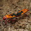 Cotton Stainer Bug