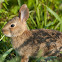 Eastern Cottontail