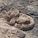 western diamondback rattler