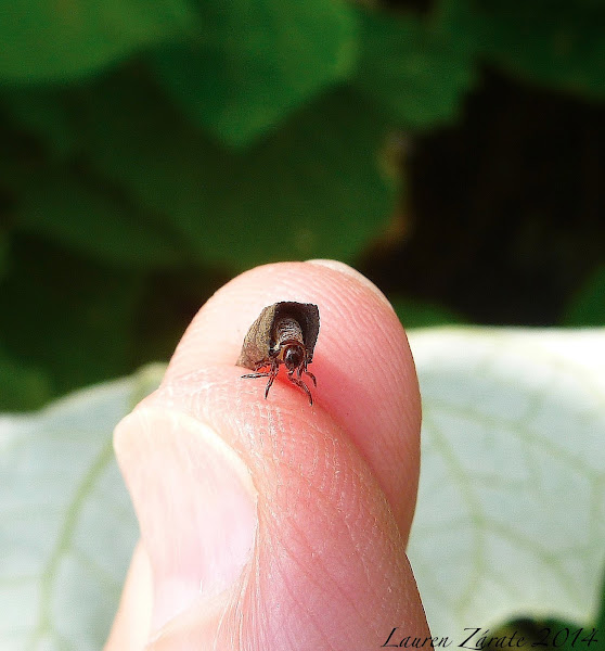 CaseBearing Moth Project Noah