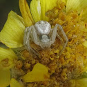 Flower Crab Spider