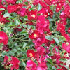 DSCF1637.JPG