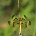 Pied paddy skimmer