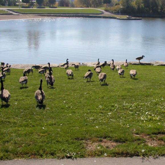 Spotting Image 1