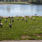 Canadian Geese
